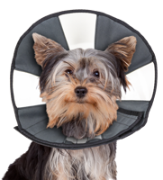 Zenpet Procone S