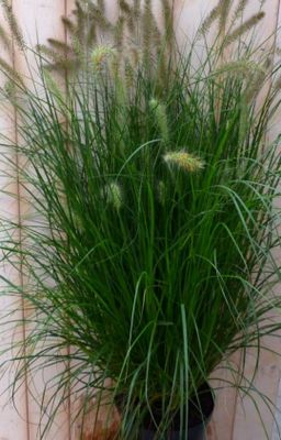 Lampepoetsergras GROOT 100 cm - Warentuin natuurlijk