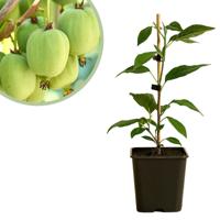 Actinidia arguta Issai - Kiwibesplant - P15 Actinidia arguta Issai - Kiwibesplant - P15