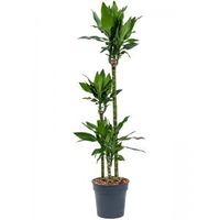 Dracaena Fragrans Burundii L 150 cm kamerplant