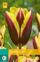 Tulipa Gavota 8 bollen - Jub