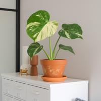 Monstera Thai Constellation - P 15 cm