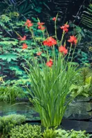 Waterplant Schizostylis coccinea