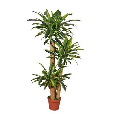 Dracaena fragrans 155 cm - Buitengewoon de boet