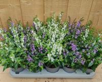 Diascia 10 potjes per tray mix Warentuin Natuurlijk - Warentuin natuurlijk