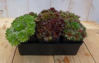 Sedum vetplanten zes stuks - Warentuin natuurlijk