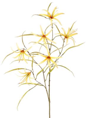 Lelie Spider Lycorisspinlelie vertakt met 6 bloemen & 24 blaadjes 94 cm - Top art