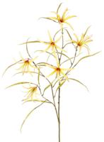 Lelie Spider Lycorisspinlelie vertakt met 6 bloemen & 24 blaadjes 94 cm - Top art
