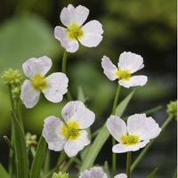 Stijve moerasweegbree (Baldellia ranunculoides) moerasplant (6-stuks) - thumbnail