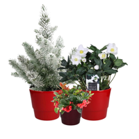 Kerstmis Plantenbox - 3 stuks - Ø10-17cm - ↕15-50cm Kerstmis Plantenbox - 3 stuks - Ø10-17cm - ↕15-50cm
