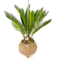Kokodama Cycas Revoluta P 25 cm