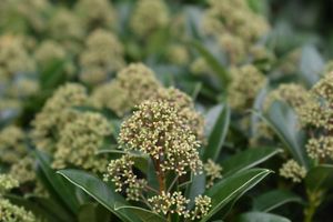 Skimmia