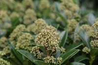 Skimmia