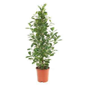 Ficus Moclame (microcarpa) - P 21 cm