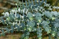 Eucalyptus struikvorm