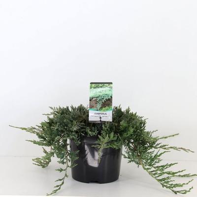 Juniperus hor wiltonii 30 cm - Warentuin natuurlijk