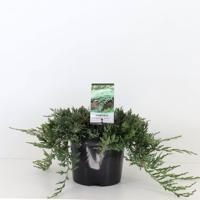 Juniperus hor wiltonii 30 cm - Warentuin natuurlijk