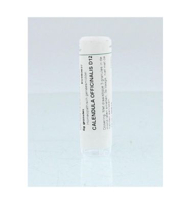 Calendula officinalis D12