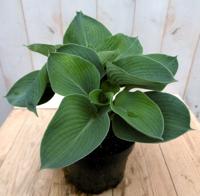 Hosta donkergroen - Warentuin natuurlijk