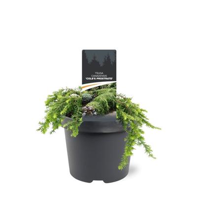 Tsuga canadensis Cole s Prostrate 20-25 cm Conifeer - Warentuin natuurlijk