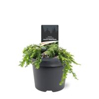 Tsuga canadensis Cole s Prostrate 20-25 cm Conifeer - Warentuin natuurlijk
