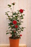 Japanse Roos Camellia Japonica Black Lace 90 cm rode bloemen Warentuin Natuurlijk - Warentuin natuurlijk