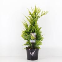 Chamaecyparis law ivonne 65 cm Conifeer Californische cipres Warentuin Natuurlijk - Warentuin natuurlijk