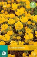 Eranthis cilicica 12 bollen - Jub