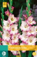 Gladiolus Priscilla Bloembol JUB 10 bollen - Jub