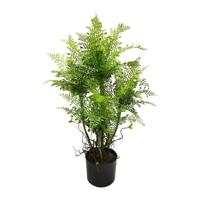 Spleenwort varen 81 cm kunstplant Buitengewoon de Boet - Buitengewoon de boet