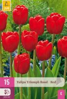 Tulp triumph rood 15 bollen