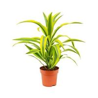 Dracaena lemon lime kop S kamerplant - thumbnail