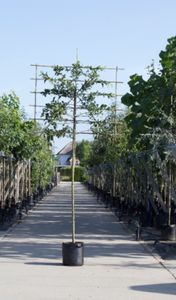 Sierappel als leiboom Malus Red sentinel h 340 cm st. omtrek 16 cm st. h 220 cm - Warentuin Natuurlijk