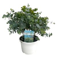 Eucalyptus Cinerea - Gomboom - P17