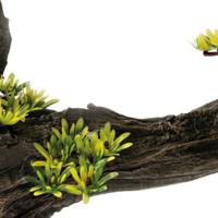 Sf deco bonsai l - Superfish