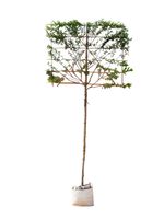 Krentenboom leiboom 200 cm Amelanchier lamarckii 320 cm - Warentuin Natuurlijk - thumbnail