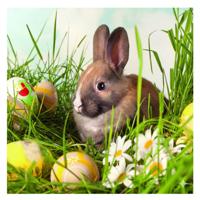 Paas thema servetten - 20x - Konijn print - 33 x 33 cm - Pasen - feestservetten - Paasontbijt