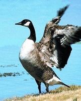 Canada goose (Canadese gans)