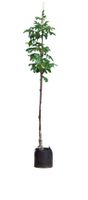 Walnotenboom Buccaneer Juglans regia Buccaneer h 275 cm st. omtrek 7 cm - Warentuin Natuurlijk - thumbnail