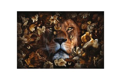 Glasschilderij - Leeuw Vogels - 160 x 110 cm