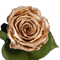 Longlife roos Golden love Longlife roos Golden love
