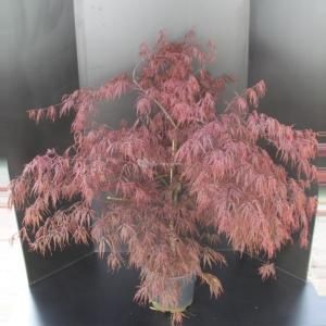 Japanse esdoorn (Acer palmatum "Garnet") heester - 80-100 cm - 1 stuks