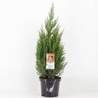 Juniperus chinensis stricta 65 cm Conifeer Chinese jeneverbes Warentuin Natuurlijk - Warentuin natuurlijk