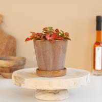 Fittonia Rood - P12