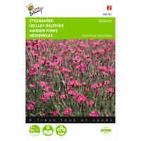 2 stuks Dianthus deltoides erectus Karmijnrose - thumbnail