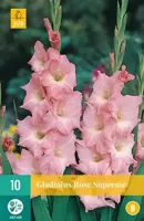 Bloembollen Gladiolus Rose Supreme 10st