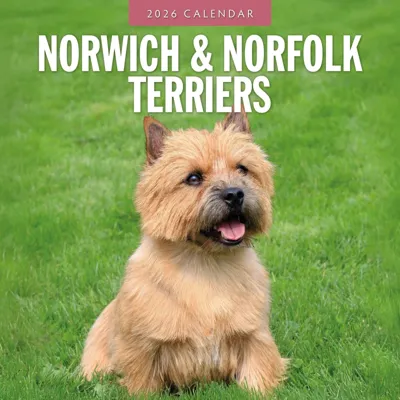 Norwich en Norfolk Terrier Kalender 2026