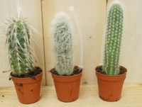 3 stuks! Kamerplant Cactus mini hoog - Warentuin Natuurlijk