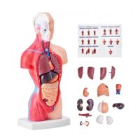 VEVOR Menselijk lichaamsmodel, 15 stuks 28 cm, menselijk torso-anatomiemodel Anatomisch skeletmodel met verwijderbare organen, educatief leermiddel voor studenten, leermiddelen