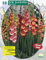 Zomer Bloembollen Gladiolus Miniatuur Gemengd per 50 - Baltus Zomer Bloembollen Gladiolus Miniatuur Gemengd per 50 - Baltus